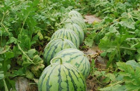 热门大瓜每日必吃 网红大瓜等你来开,网红爆料，精彩瞬间等你来解锁